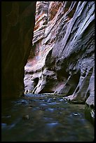 Tall sandstone walls of Wall Street, the Narrows. Zion National Park ( color)