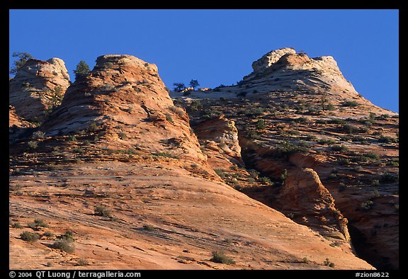 Hoodoos near Canyon View, early morning. Zion National Park (color)