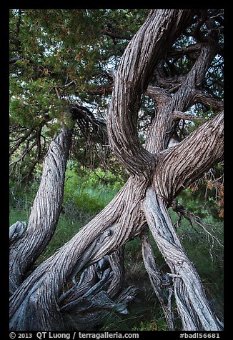 Juniper tree. Badlands National Park, South Dakota, USA.