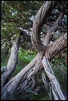 Juniper tree. Badlands National Park, South Dakota, USA. (color)