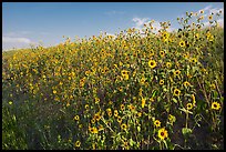 Carpet of sunflowers. Badlands National Park, South Dakota, USA. (color)