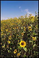Slope covered with sunflowers. Badlands National Park, South Dakota, USA. (color)