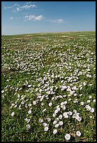 Prairie dog town and wildflowers carpet. Badlands National Park ( color)
