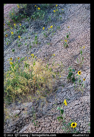 Sunflowers and cracked soil. Badlands National Park (color)