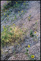 Sunflowers and cracked soil. Badlands National Park, South Dakota, USA. (color)