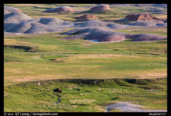 Distant bison and buttes, Badlands Wilderness. Badlands National Park, South Dakota, USA.
