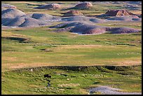 Distant bison and buttes, Badlands Wilderness. Badlands National Park, South Dakota, USA. (color)