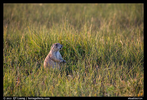 Prairie dog standing in grasses. Badlands National Park, South Dakota, USA.