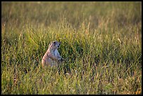 Prairie dog standing in grasses. Badlands National Park, South Dakota, USA. (color)