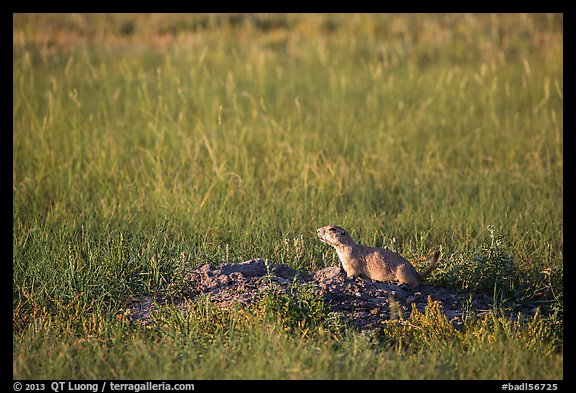 Prairie dog guarding burrow entrance. Badlands National Park, South Dakota, USA.