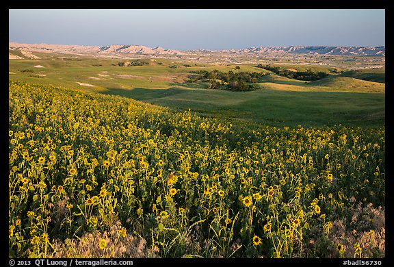 Sunflower carpet, late afternoon, Badlands Wilderness. Badlands National Park, South Dakota, USA.