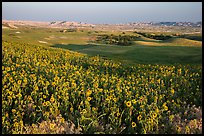 Sunflower carpet, late afternoon, Badlands Wilderness. Badlands National Park, South Dakota, USA. (color)