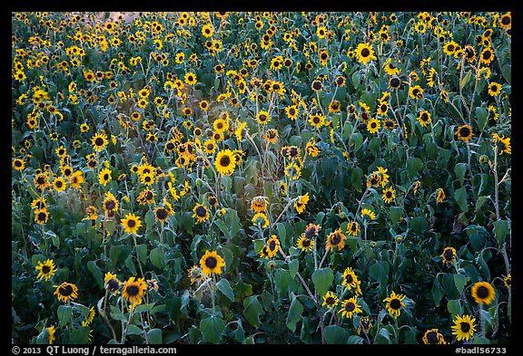 Sunflower carpet. Badlands National Park, South Dakota, USA.