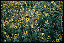 Sunflower carpet. Badlands National Park, South Dakota, USA. (color)