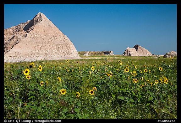 Sunflowers, grassland, and buttes. Badlands National Park, South Dakota, USA.