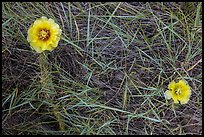 Prickly Pear cactus flowers and grasses. Badlands National Park, South Dakota, USA. (color)