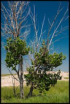 Cottonwood tree. Badlands National Park ( color)