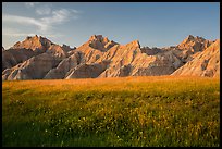 Grasses with summer flowers and buttes at sunset. Badlands National Park ( color)