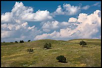 Rolling hills, junipers, afternoon clouds. Badlands National Park ( color)