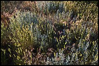 Mix of grasses, Stronghold Unit. Badlands National Park ( color)