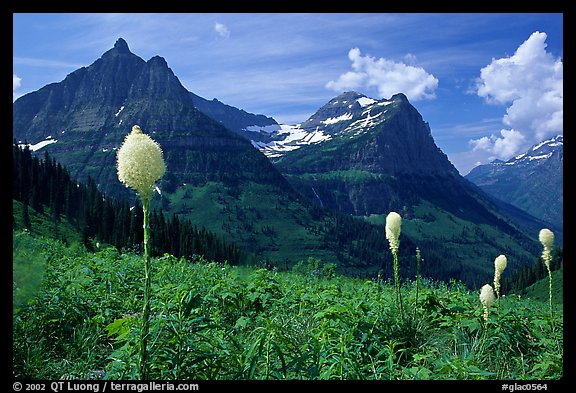 View from Big Bend with beargrass, Mt Oberlin and Cannon Mountain. Glacier National Park, Montana, USA.