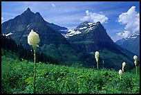 View from Big Bend with beargrass, Mt Oberlin and Cannon Mountain. Glacier National Park ( color)