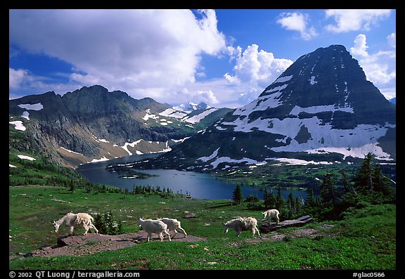 Mountain goats, Hidden lake and peak. Glacier National Park, Montana, USA.
