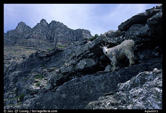 Mountain goat and Garden wall near Logan pass. Glacier National Park (color)