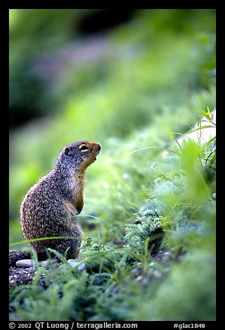 Ground squirrel. Glacier National Park, Montana, USA.