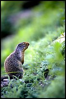 Ground squirrel. Glacier National Park, Montana, USA. (color)