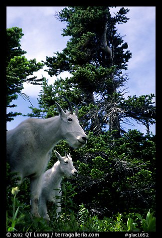 Mountain goat and kid in forest. Glacier National Park (color)