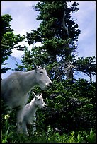 Mountain goat and kid in forest. Glacier National Park, Montana, USA. (color)