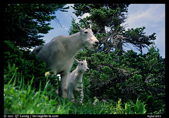 Two mountain goats in forest. Glacier National Park (color)