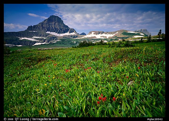 Alpine meadow with wildflowers and triangular peak, Logan Pass. Glacier National Park, Montana, USA.