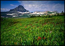 Alpine meadow with wildflowers and triangular peak, Logan Pass. Glacier National Park, Montana, USA. (color)
