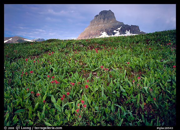 Alpine meadow, wildflowers, and Clemens Mountain. Glacier National Park, Montana, USA.