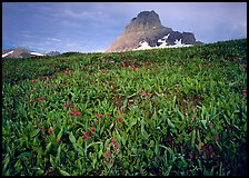 Alpine meadow, wildflowers, and Clemens Mountain. Glacier National Park ( color)