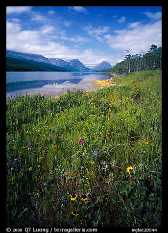 Wildflowers and Sherburne Lake, morning. Glacier National Park (color)