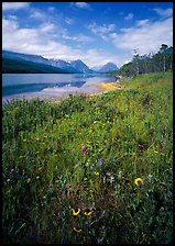 Wildflowers and Sherburne Lake, morning. Glacier National Park ( color)