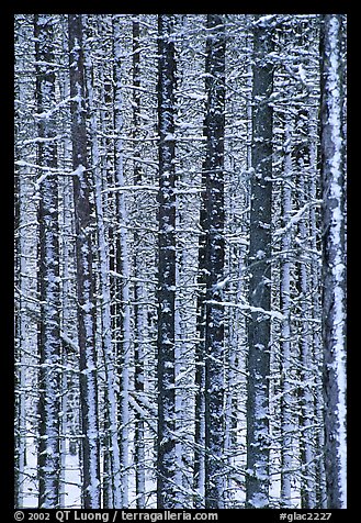 Dense forest with snow in winter. Glacier National Park, Montana, USA.