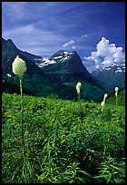 Beargrass, Mount Oberlin, and Cannon Mountain. Glacier National Park, Montana, USA.
