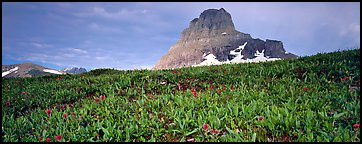 Alpine scenery with triangular peak rising above meadows. Glacier National Park (Panoramic color)
