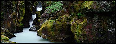 Lush gorge with frosted water. Glacier National Park (Panoramic color)