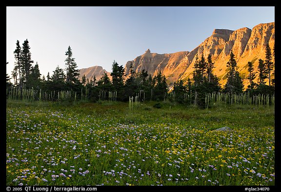 Meadow with wildflowers and Garden Wall at sunset. Glacier National Park, Montana, USA.