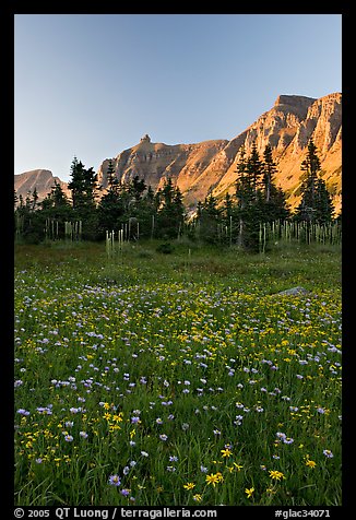 Wildflowers in meadow below the Garden Wall at sunset. Glacier National Park, Montana, USA.