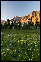 Wildflowers in meadow below the Garden Wall at sunset. Glacier National Park ( color)