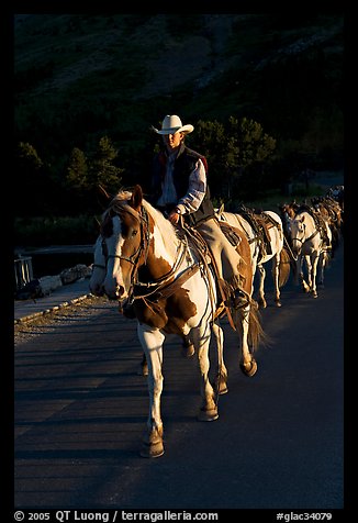 Man leading horse pack, sunrise. Glacier National Park (color)