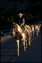 Man leading horse pack, sunrise. Glacier National Park ( color)