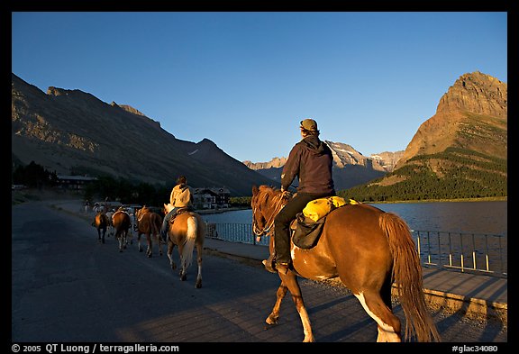 Horses on the shores of Swiftcurrent Lake, sunrise. Glacier National Park, Montana, USA.