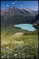Wildflowers high above Grinnel Lake, with Allen Mountain in the background. Glacier National Park ( color)